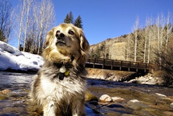 Stephens Park Off-leash Dog Park, dog parks near Beaver Creek, CO, Vail dog parks and hiking trails, Eagle County Dog Parks near Beaver Creek