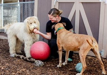 Vail Valley Animal Hospital, vets near Beaver Creek, CO; veterinarianes near Beaver Creek Vail Colorado