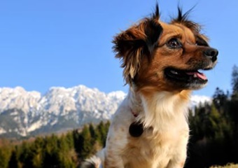 Vail Valley Animal Hospital, vets near Beaver Creek, CO; veterinarianes near Beaver Creek Vail Colorado