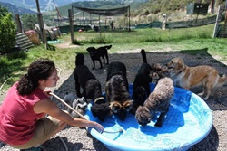 Walkin the Dog, pet boarding near Beaver Creek, Beaver Creek dog daycare near Vail, Colorado